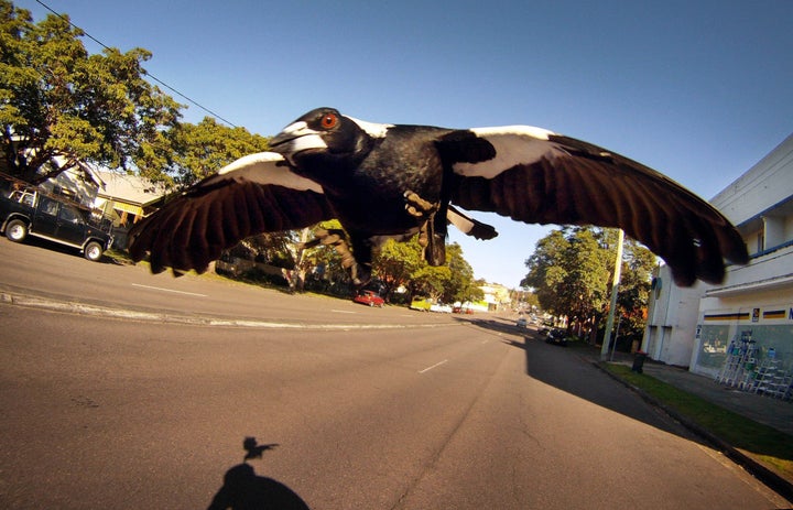 A magpie swoops a cyclist along Lambton Road, New Lambton, in Newcastle. 