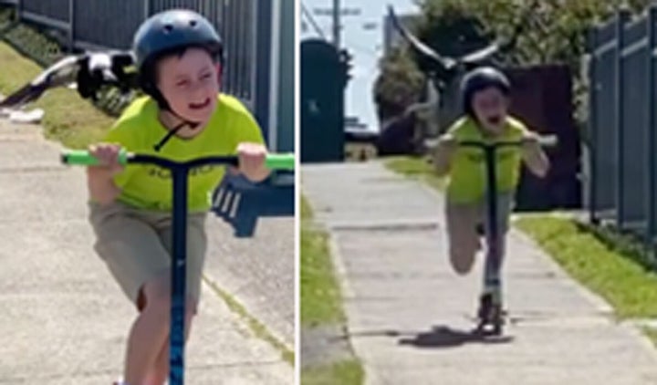 Lake Illawarra dad Wayne Sherwood filmed his son trying to escape a "swoopy boi" during the school holidays. 