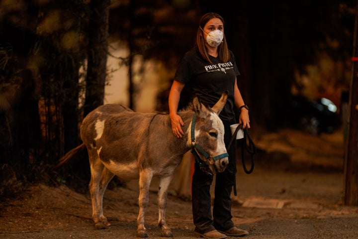 Jessie Whitman off Napa Valley with a donkey that was being rescued during the Glass Fire. 