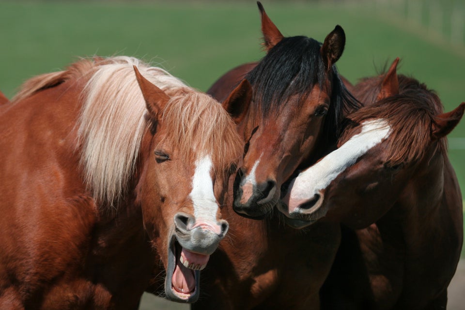 Mars Petcare Comedy Pet Photo Awards