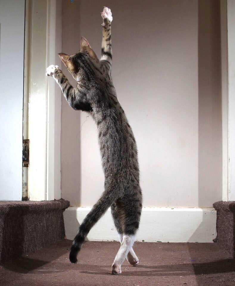 29 Joyously Funny Finalists From The Comedy Pet Photo Awards | HuffPost