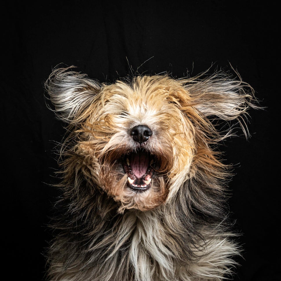 Mars Petcare Comedy Pet Photo Awards