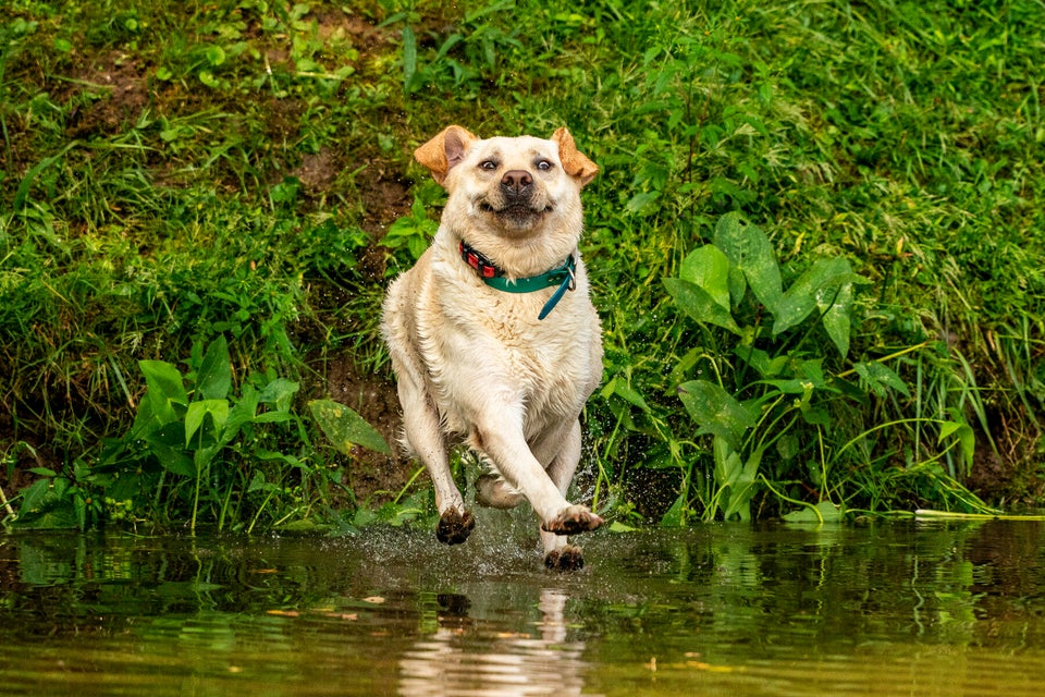 Mars Petcare Comedy Pet Photo Awards