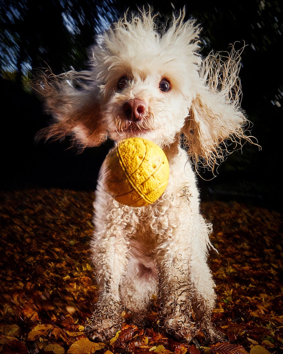 Mars Petcare Comedy Pet Photo Awards