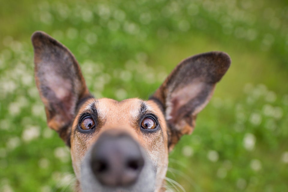 29 Joyously Funny Finalists From The Comedy Pet Photo Awards