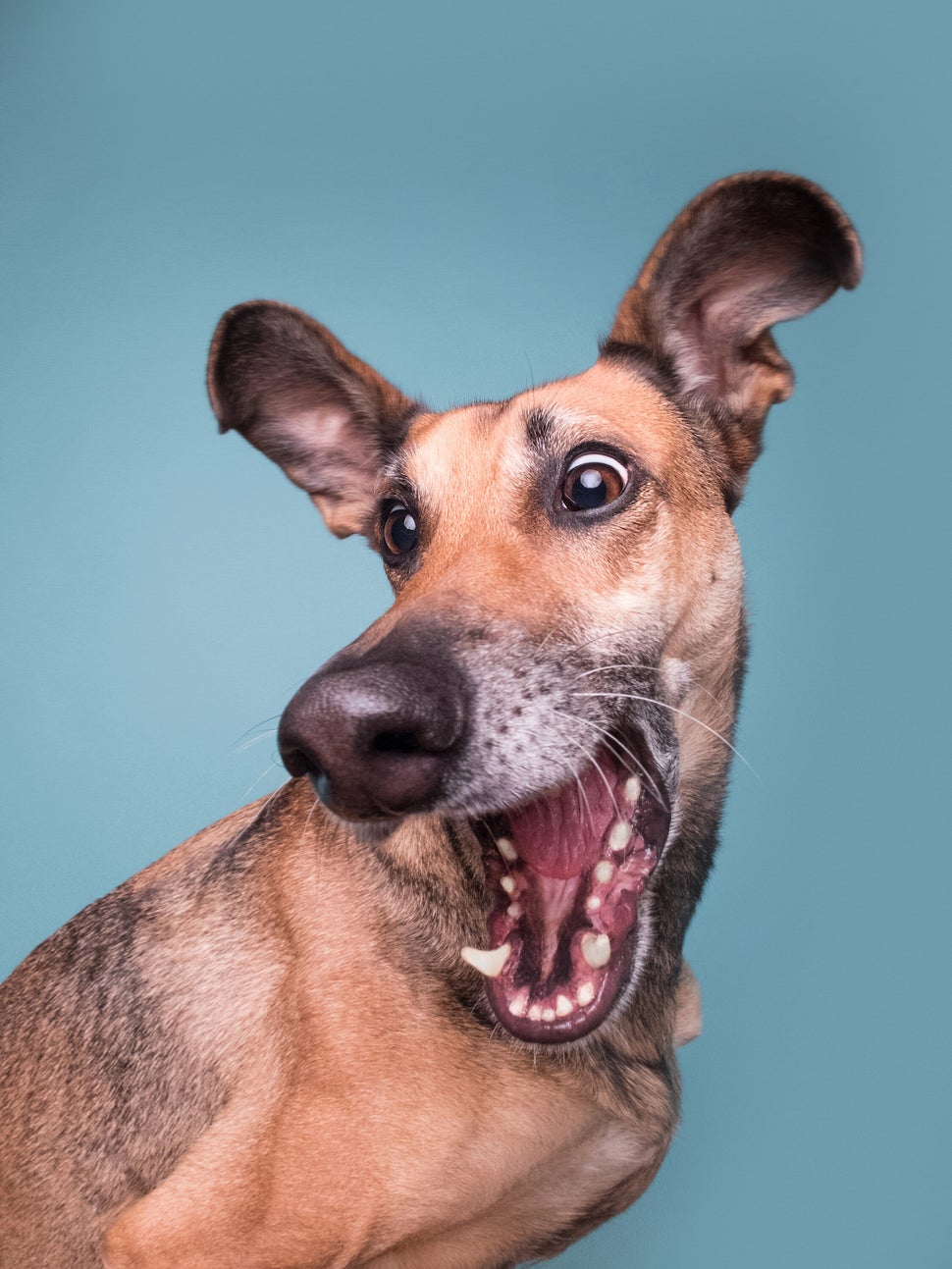 29 Joyously Funny Finalists From The Comedy Pet Photo Awards | HuffPost