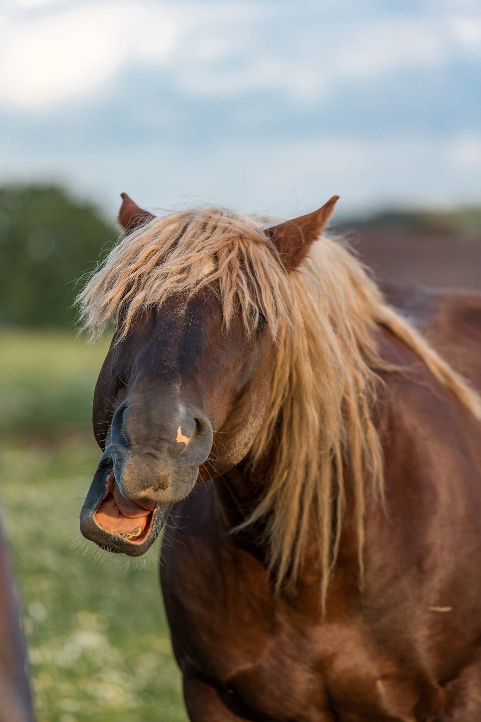 Mars Petcare Comedy Pet Photo Awards