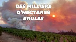 Les célèbres vignobles de la Napa Valley en Californie ravagés par les