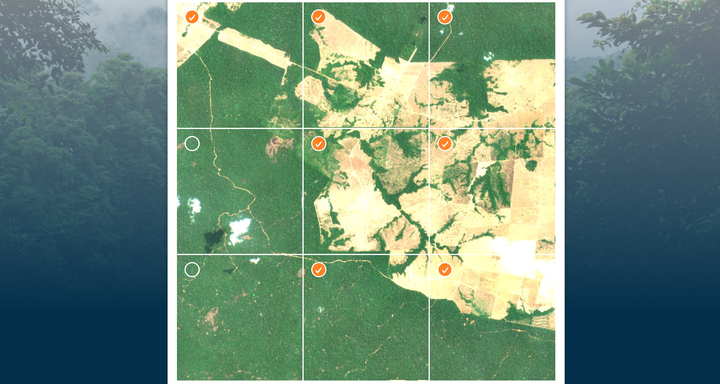 In some satellite images, human activity in the rainforest is very easy to spot.