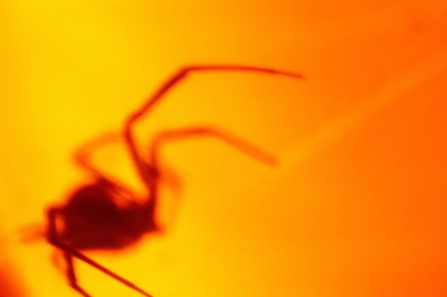 Un ejemplar de 'Latrodectus