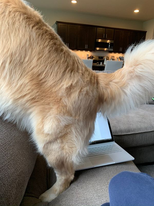 "Our 75-pound golden retriever Oscar jumping between me and my work laptop to look out the window. 'You can see our yearly revenue growth has....SQUIRREL!'" &mdash;&nbsp;Amanda K.