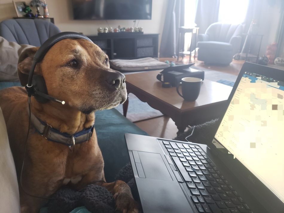 "Every now and then, when I have a slow morning, I'll sit on the couch while I respond to emails. My extraordinarily snuggly and tolerant pit-mix always joins me. I turned him into Customer Service Doggo, and he is the best co-worker I've ever had." &mdash;&nbsp;Caitlin B.&nbsp;