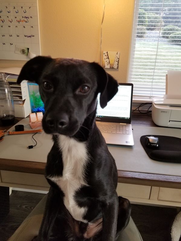 "This is Trex. He tries very hard to be a good and patient boy all day. This is the look I get at 5:01 p.m. and he's ready to play ball NOW." &mdash;&nbsp;Catherine T.&nbsp;