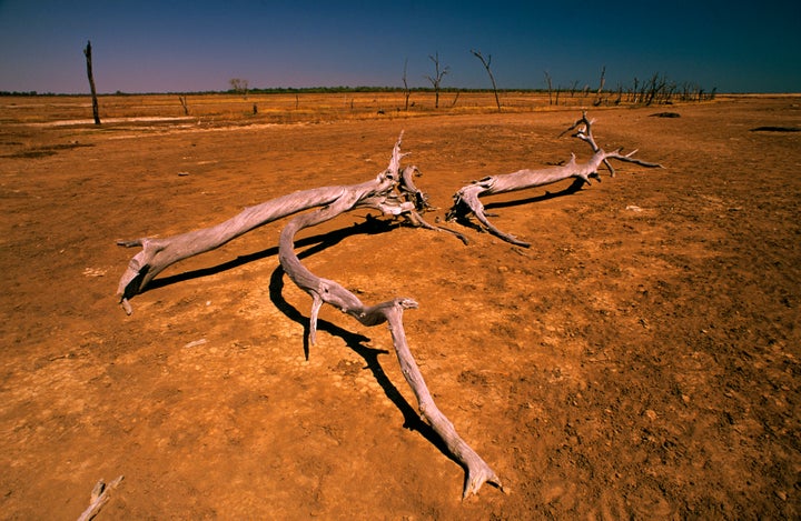 Trees in the Gulf of Carpentaria in Queensland, Australia, have been killed by salinity caused by overgrazing and the removal of trees.