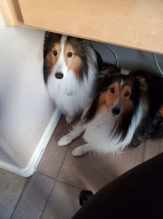 "We just rescued these two beauties and brought them home. They both try to crowd under my desk at my feet so I can't even move my chair under my desk. So much for work!" &mdash; Darcie W.&nbsp;