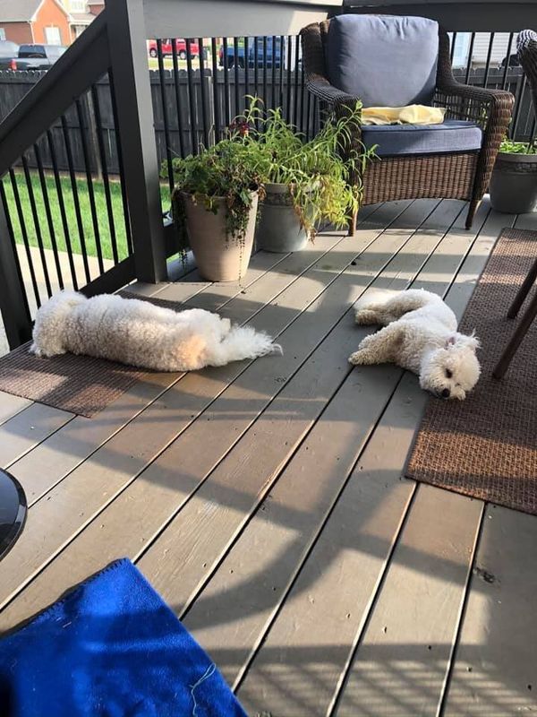 "My supervisors, Boomer and Phoenix, taking a much-needed break. It&rsquo;s a hard-knock life for us!" &mdash;&nbsp;Shea C.H.