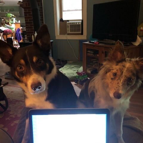 "These are two of my four micromanagers. Pyro and Moxie come and interrupt my work at 4:30 p.m. every day." &mdash; Betsy C.