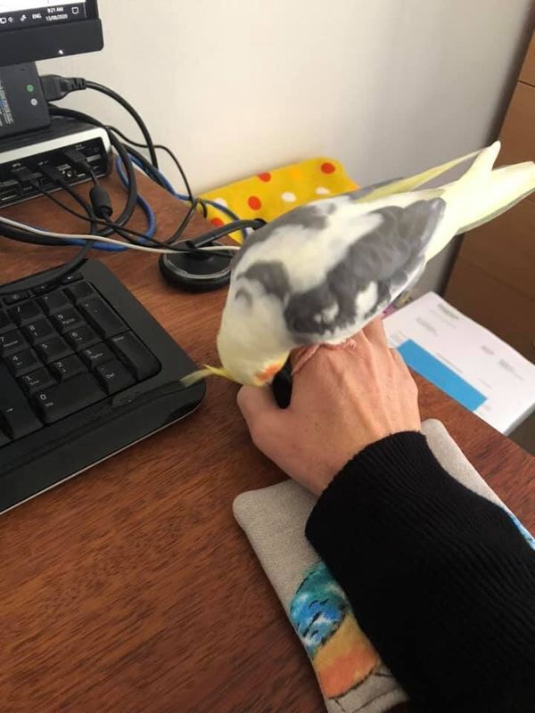 "My boy decides when I can use my hand for my mouse, or if he needs scratches." &mdash;&nbsp;Lisa R.