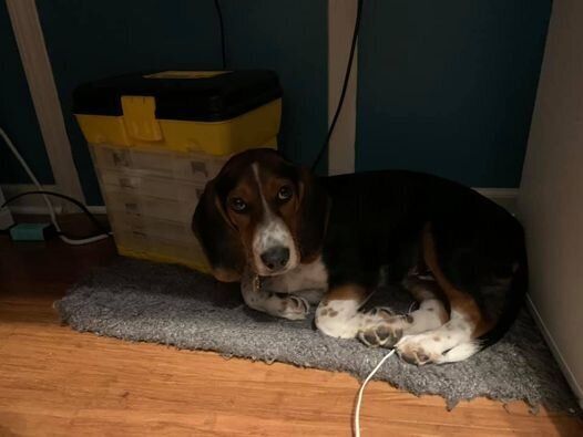 "This is Orion, the beagle. Steals my AirPods and unapologetically sits on them under my desk while I&rsquo;m working." &mdash;&nbsp;Amanda J.