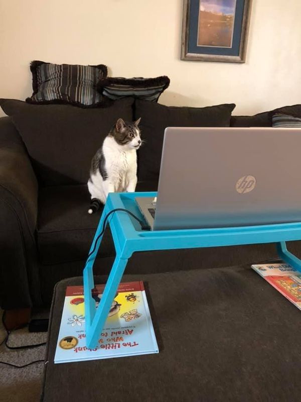 "Dash, aka Mr. Meowmers, ready for his Zoom meeting." &mdash;&nbsp;Susan S.