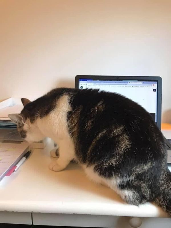 "Day 13 working from home: Friday inspection. Outcome is satisfactory but could be improved by providing more treats and head rubs." &mdash;&nbsp;Rebecca K.