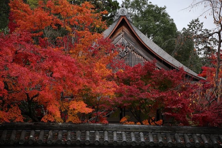 紅葉の時期、京都の寺社巡りもいいですね。