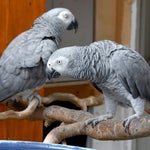 Des perroquets retirés d'un zoo anglais parce qu'ils insultaient les