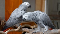 Des perroquets retirés d’un zoo anglais parce qu’ils insultaient les