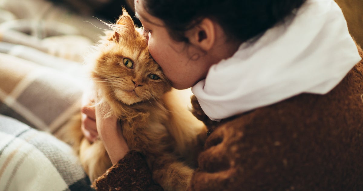 Cats Can Spread Covid. Here’s What We Know. HuffPost UK Life