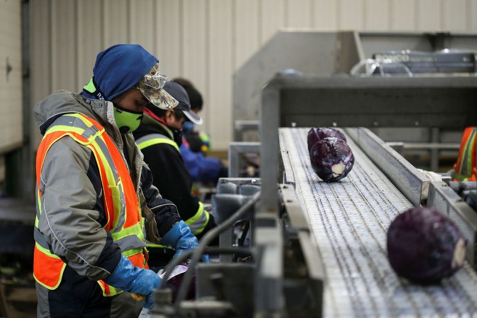 Migrant workers wear masks and practice social distancing to help slow the spread of the coronavirus disease (COVID-19) while trimming red cabbage at Mayfair Farms in Portage la Prairie, Man. on April 28, 2020.
