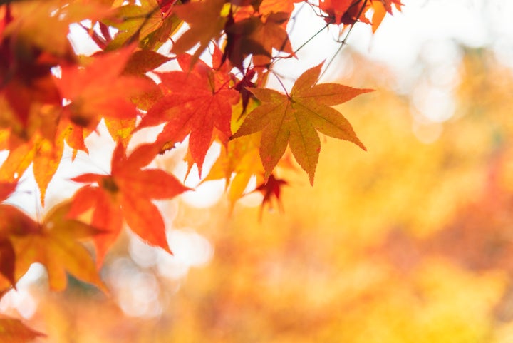 Red and Orange Maple Leaves in Autumn, Kyoto, Japan