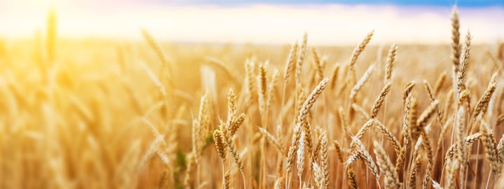 Campos de trigo. 