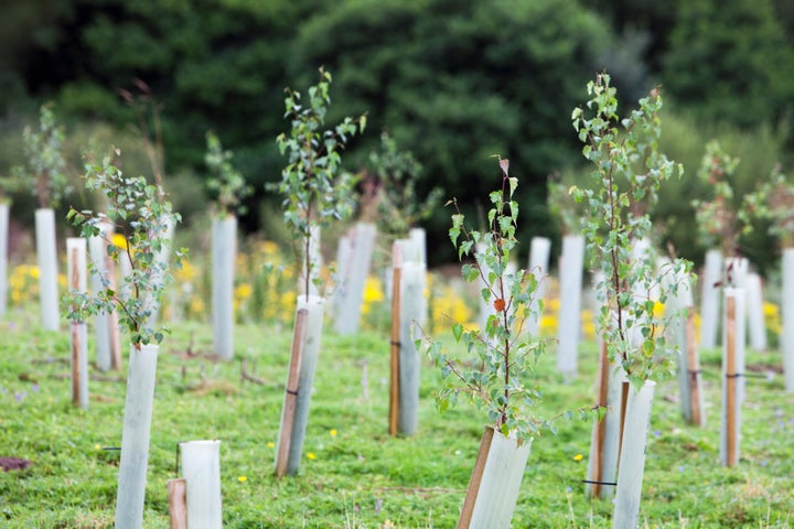 Offsetting emissions by planting trees is one way a company can address the climate crisis. As they grow, trees absorb and sequestrate carbon.