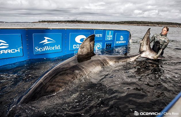海の女王 は推定50歳 体重1 6トンの巨大ザメがカナダ沖に出現 動画 ハフポスト