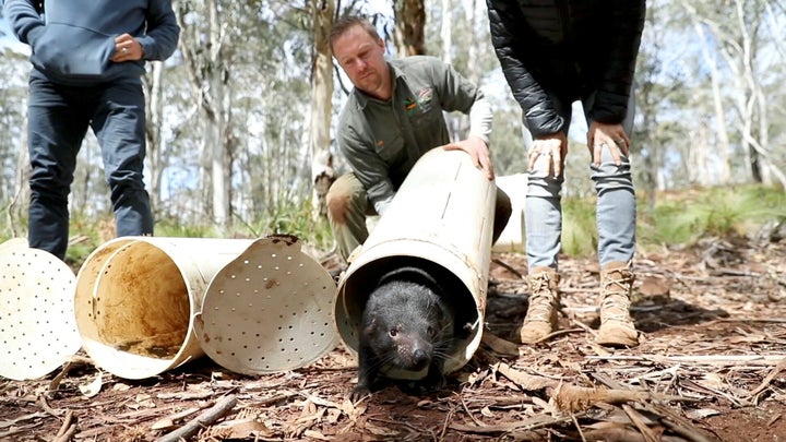 Chris Hemsworth and wife Elsa Pataky (both partially seen) release a Tasmanian devil into the wild with Aussie Ark at Barrington Tops, Australia, September 10, 2020 in this still image from handout video. 