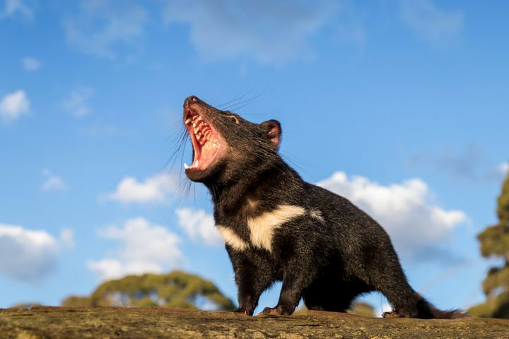 A Tasmanian devil reacts in Australia in this undated handout image. Aussie Ark/Handout via REUTERS ATTENTION EDITORS - THIS IMAGE HAS BEEN SUPPLIED BY A THIRD PARTY. MANDATORY CREDIT. NO RESALES. NO ARCHIVES.