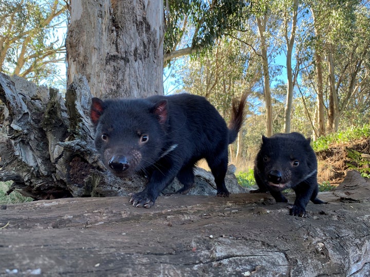 Tasmanian devils are seen in Australia in this undated handout image. 