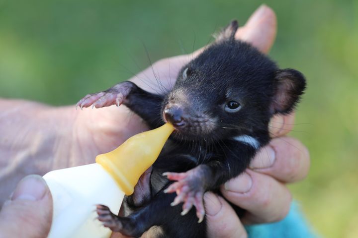 A Tasmanian devil joey is bottle fed in Australia in this undated handout image.
