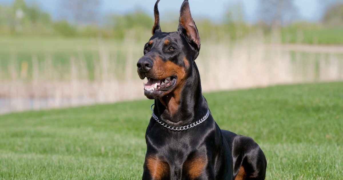Taglia coda e orecchie al suo cane per motivi estetici L'HuffPost Taglia coda e orecchie al suo cane per motivi estetici L'HuffPost