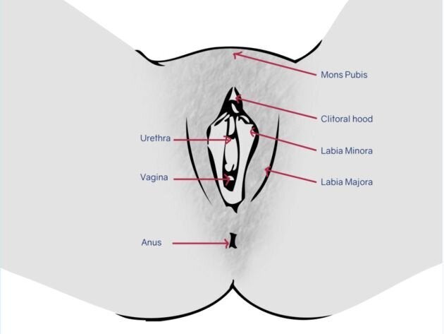 여성의 성기: 치구: 여성의 치골결합의 피부융기(Mons pubis), 대음순(Labia majora), 소음순(Labia minora), 클리토리스 덮개(음핵/ Clitorial hood), 요도(Urethra)와 질(Vagina), 항문(Anus)