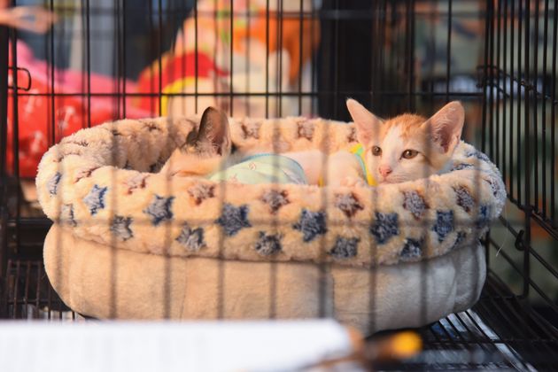Le Chat Ne Sera Pas Classe Animal Nuisible L Amendement Juge Irrecevable Le Huffpost Le Chat Ne Sera Pas Classe Animal Nuisible L Amendement Juge Irrecevable Le Huffpost