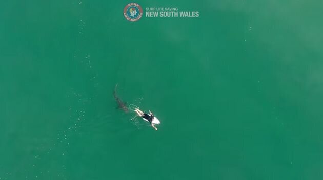 Drone Footage Shows Champion Surfer Matt Wilkinson’s Incredible Shark