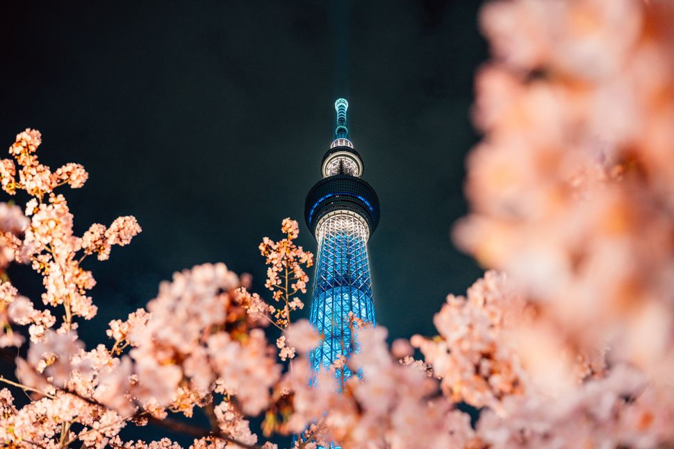Cherry Blossom and Sakura with Tokyo SkyTree in Japan.