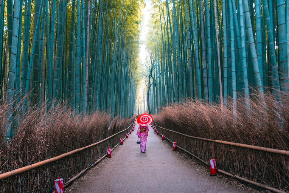 Woman with traditional kimono dress and umbrella walking along the pathway in the bamboo forest of Arashiyama, Kyoto prefecture, Japan.