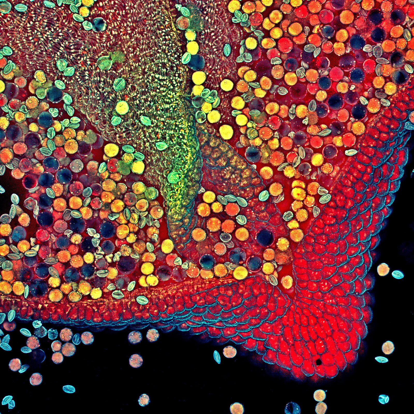 These Award-Winning Photos Of The Microscopic World Will Blow Your Mind ...