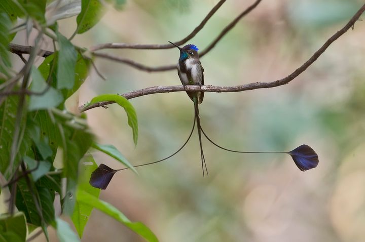 The marvelous spatuletail hummingbird is endemic to the Peruvian Andes.