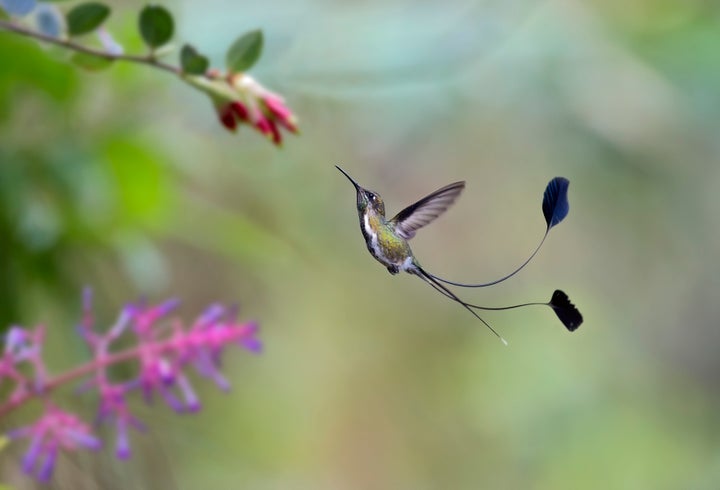 A spatuletail hummingbird in flight about to get nectar from a flower. More than half of a male's length is taken up by its dramatic tail feathers.