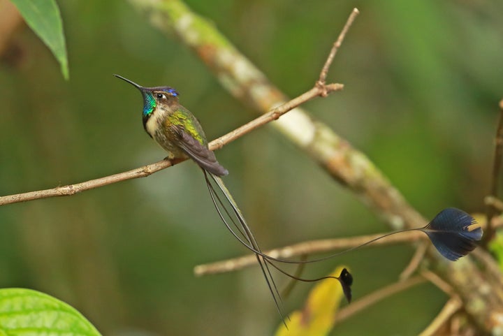 A marvelous spatuletail perched on a twig at Huembo Lodge.