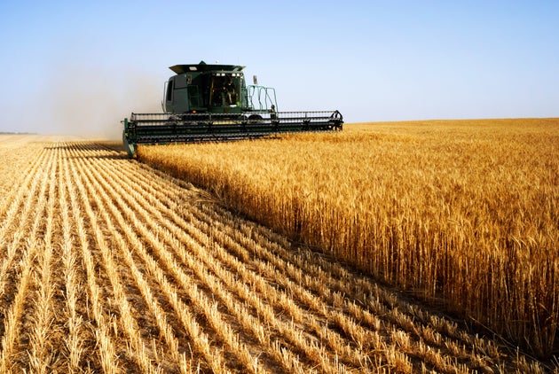 Quatrième exportateur de blé au monde, l'Argentine veut vendre une variété...