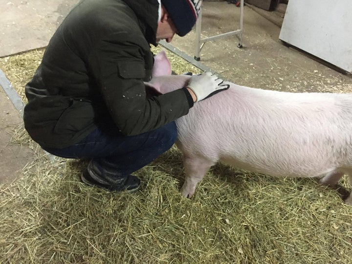 Pascal Bédard en train de réconforter un porc.